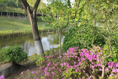 金杨新村六街坊居住体验与市场观察 优势、不足及经纪人视角